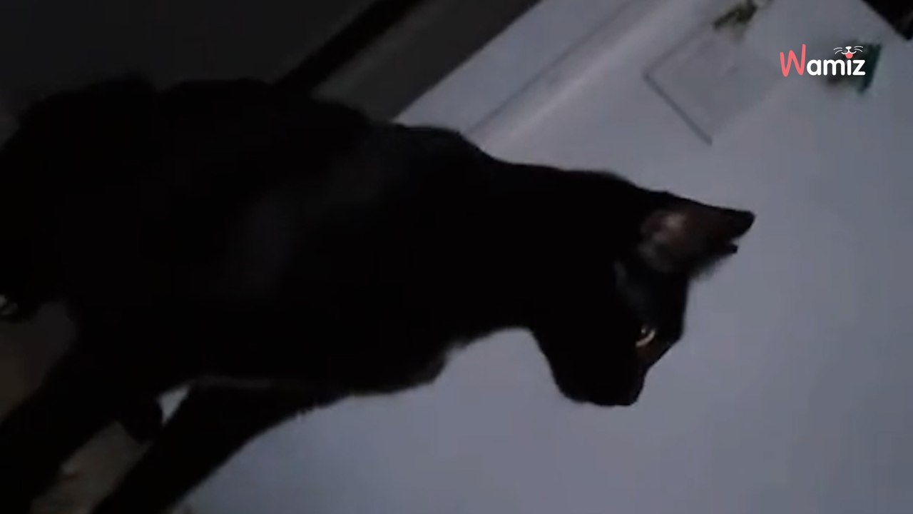 Une femme érige un autel des morts : elle fond en larmes en découvrant le geste de son chat