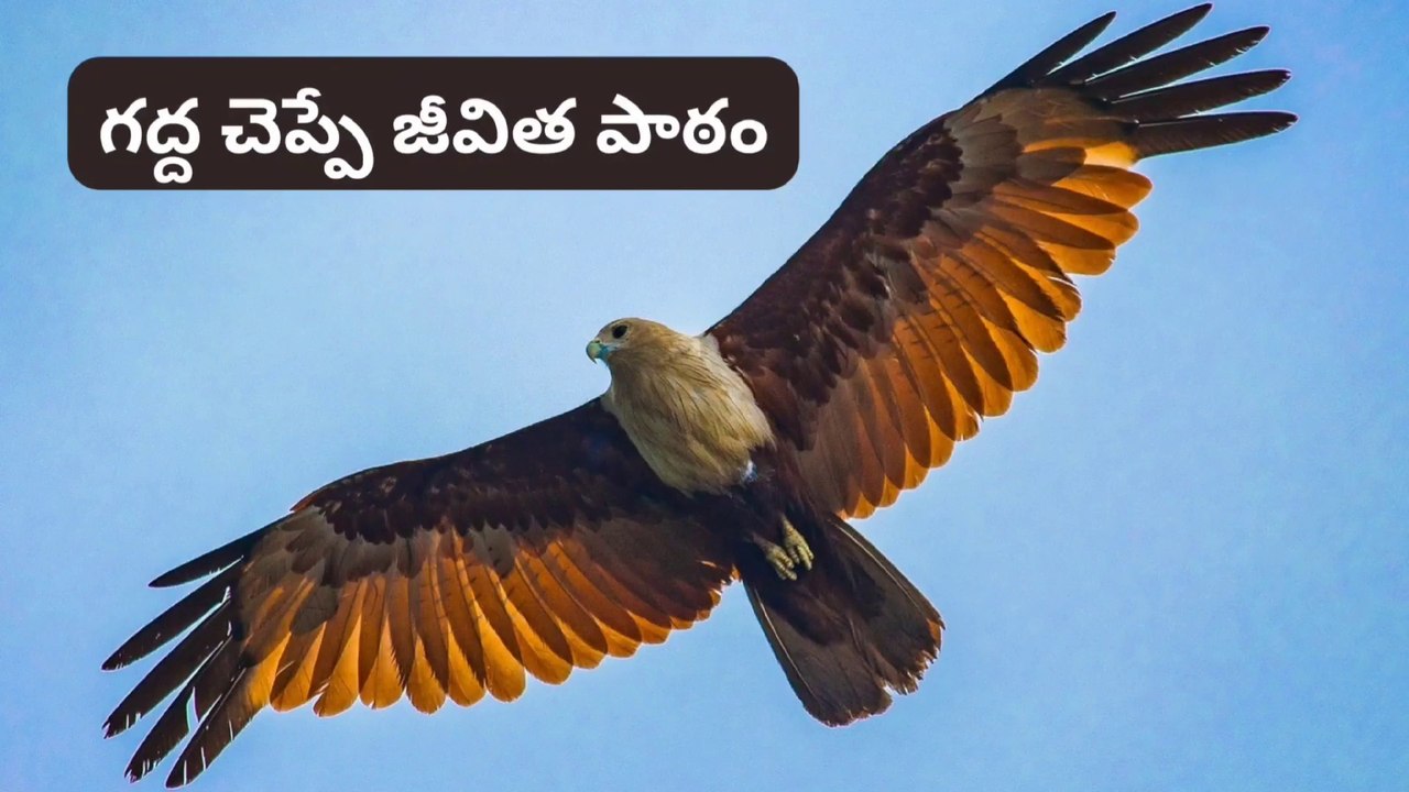 గద్ద చెప్పే జీవిత పాఠం ! Inspirational and Motivational Video inTeludu