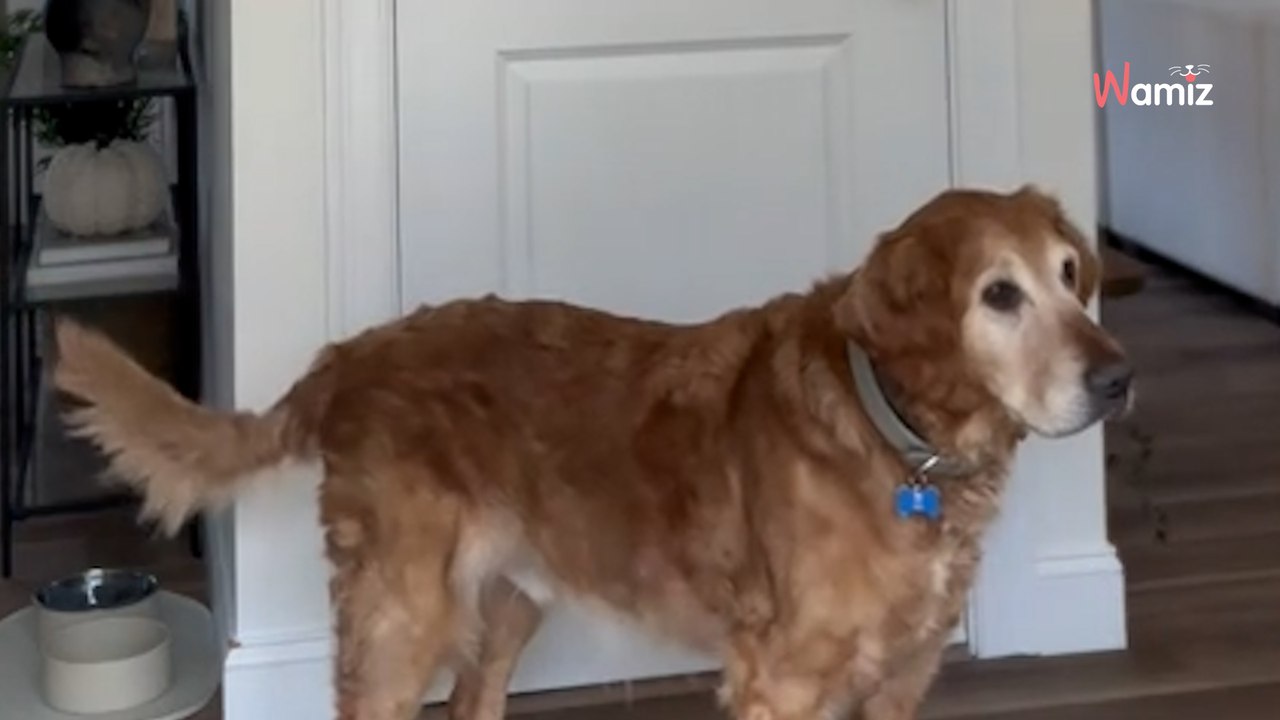 Elle se filme en train de se maquiller : la caméra capture une scène entre ses toutous qui choque 136K personnes (vidéo)