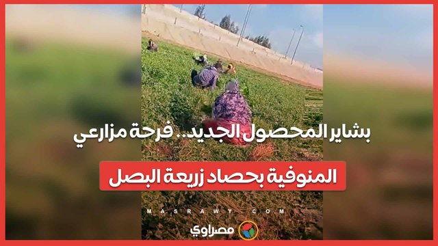 بشاير المحصول الجديد.. فرحة مزارعي المنوفية بحصاد زريعة البصل