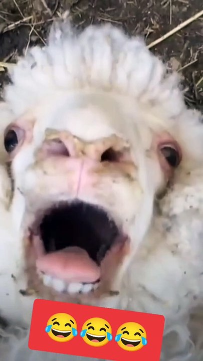 Sheep sounds