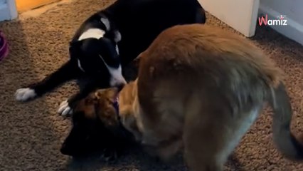 Elle partage la relation entre ses deux chiens adoptés : plus de 600K internautes fondent en larmes