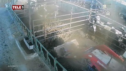 Dana ahırda temizlik yapan sahibine saldırdı