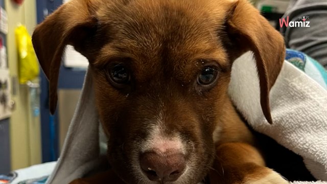 Les sauveteurs d'un refuge commandent un cadeau hors du commun pour sauver encore plus de vies (vidéo)