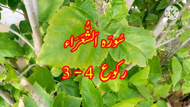 Surah Ash Shuara, quran tilawat, quran recitation, beautiful voice, learn quran