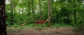 Bambi, una vida en el bosque Tráiler