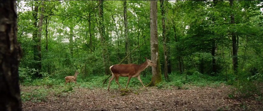 Bambi, una vida en el bosque Tráiler