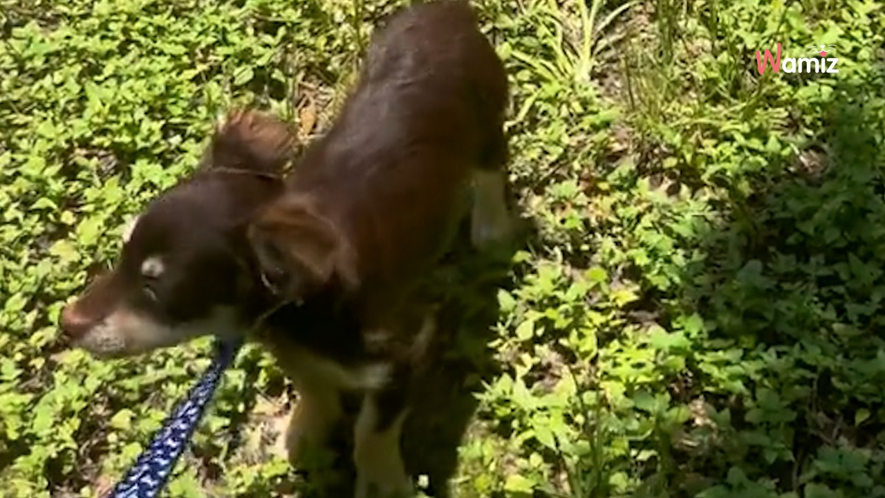 Elle apprend à son chiot à marcher en laisse : sa réaction improbable fait hurler de rire 594K internautes (vidéo)
