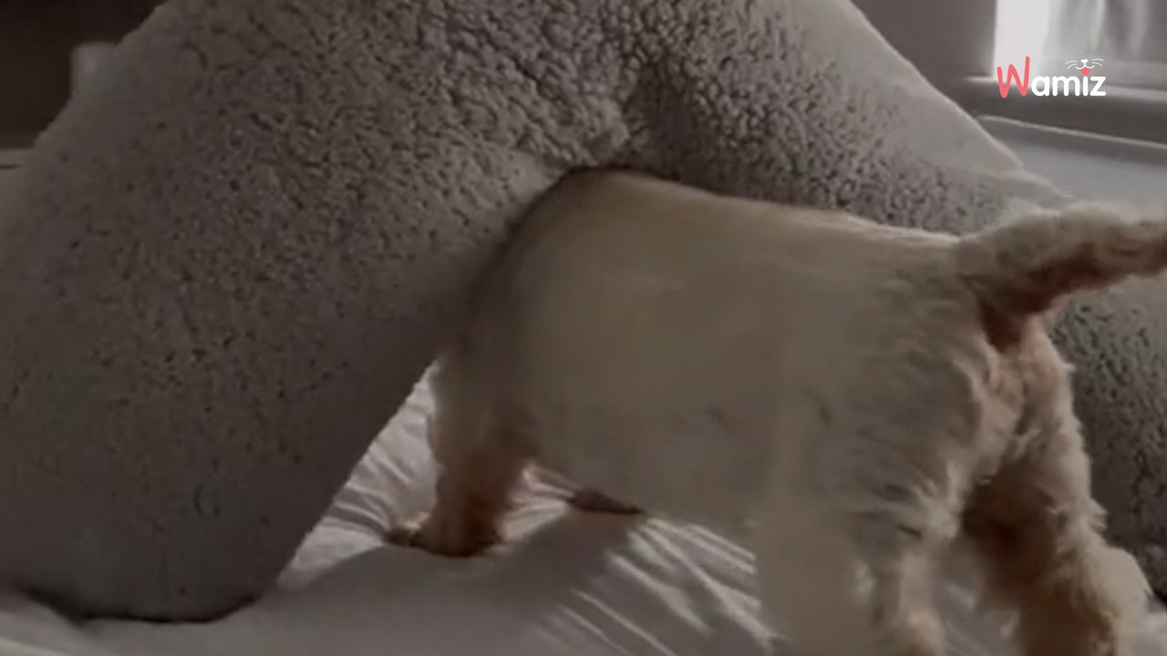 Elle adopte un vieux chien Westie : son attitude est loin de passer inaperçue