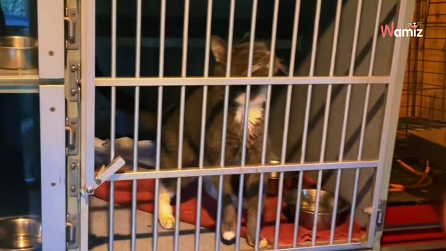Elle s’approche de la cage des chats qu’elle vient de sauver et trouve autre chose avec eux