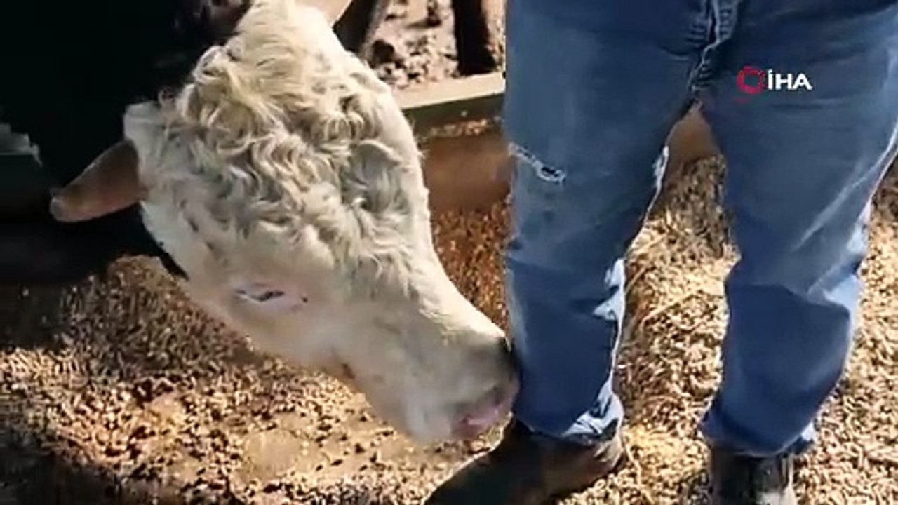 Öfkeli boğanın saldırısından canını zor kurtardı