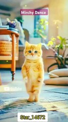 __Chamk challo dance__ #cat #lover #shorts #danceshorts @Star_14672