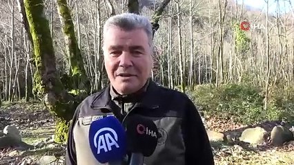 Yalova'da Hastalık Bulaşan Çınar Ağaçları Kuruyor