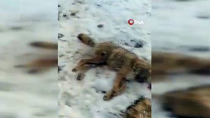 Sürüye saldıran kurdu çoban köpekleri öldürdü
