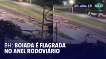 Motoristas flagram boiada no Anel Rodoviário