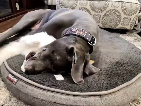 🐾 Prepare to be amazed by the adorable world of ** Cats! The Ultimate Comp