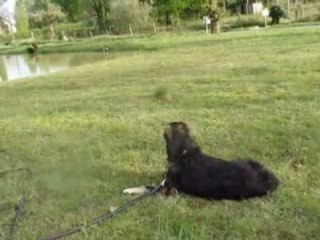 MOV00642 roulé dns l'herbe