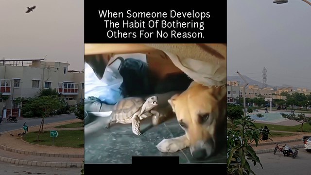 When Someone Develops The Habit Of Bothering Others For No Reason.😂😆🤣