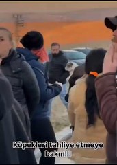 CHP’li belediye köpekleri öldürdü, itperestler barınak bastı, jandarma izledi!