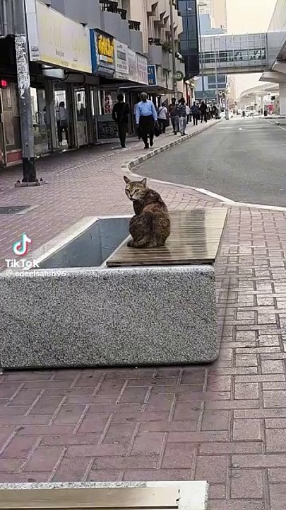 Hard Working Story