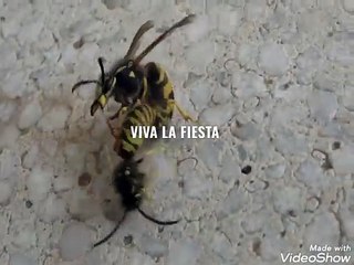 varios abejas de fiesta