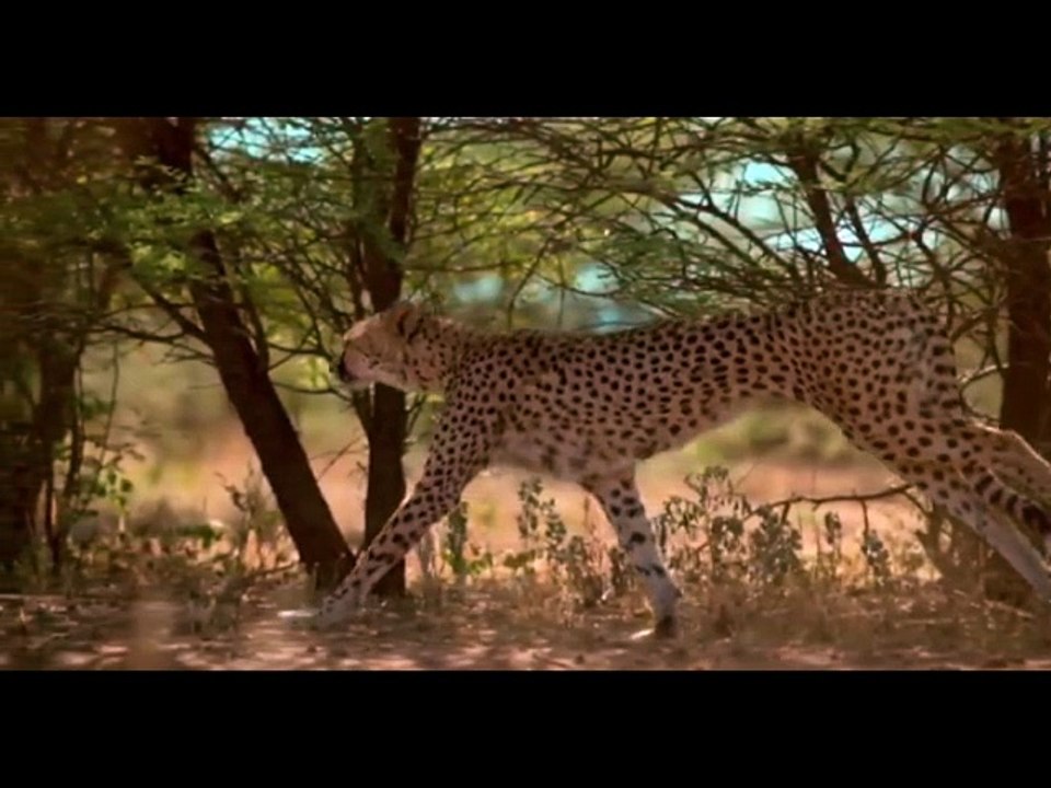 CHEETAH