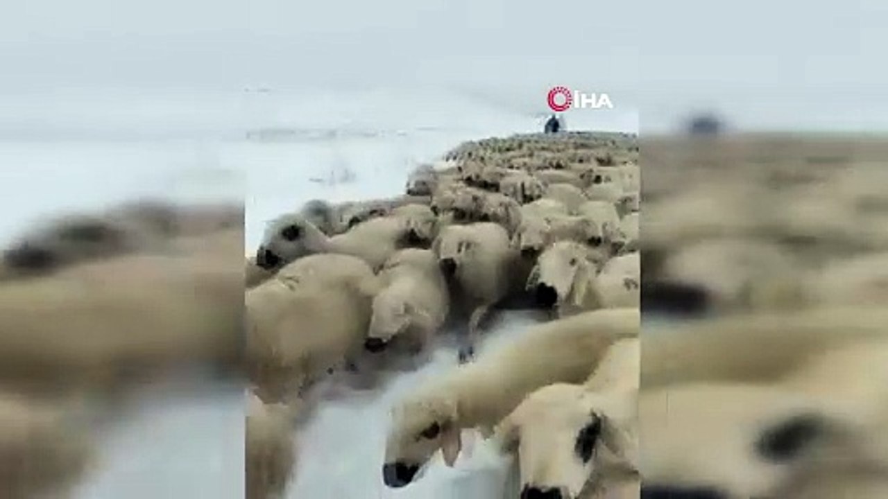 Donmaktan son anda kurtuldular