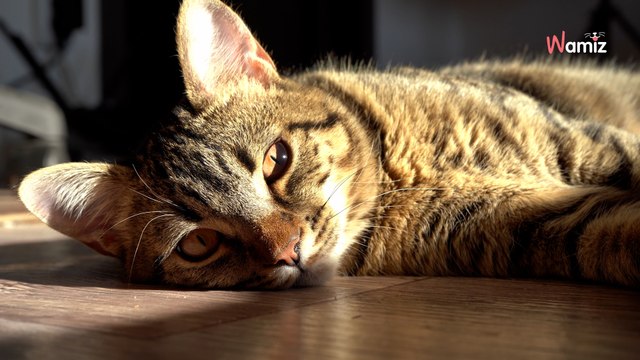 Elle part en promenade avec ses enfants : elle ne se doute pas que deux yeux la regardent tapis dans l’ombre