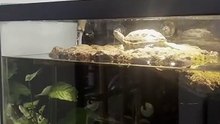j'ai dû faire une clôture pour que mes tortues