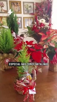 Plantas e Flores para deixar sua decoração de Natal ainda mais especial | Dicas de Grazielly Schu