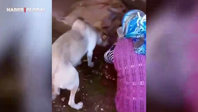 Anne köpeğin yavrularına yemek veren kişiye gösterdiği minnet izlenme rekoru kırdı