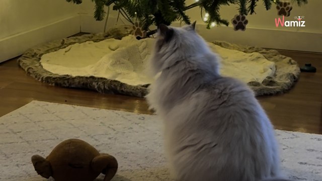 Kot siedzi nieruchomo przed choinką. Powód wyciska łzy wzruszenia