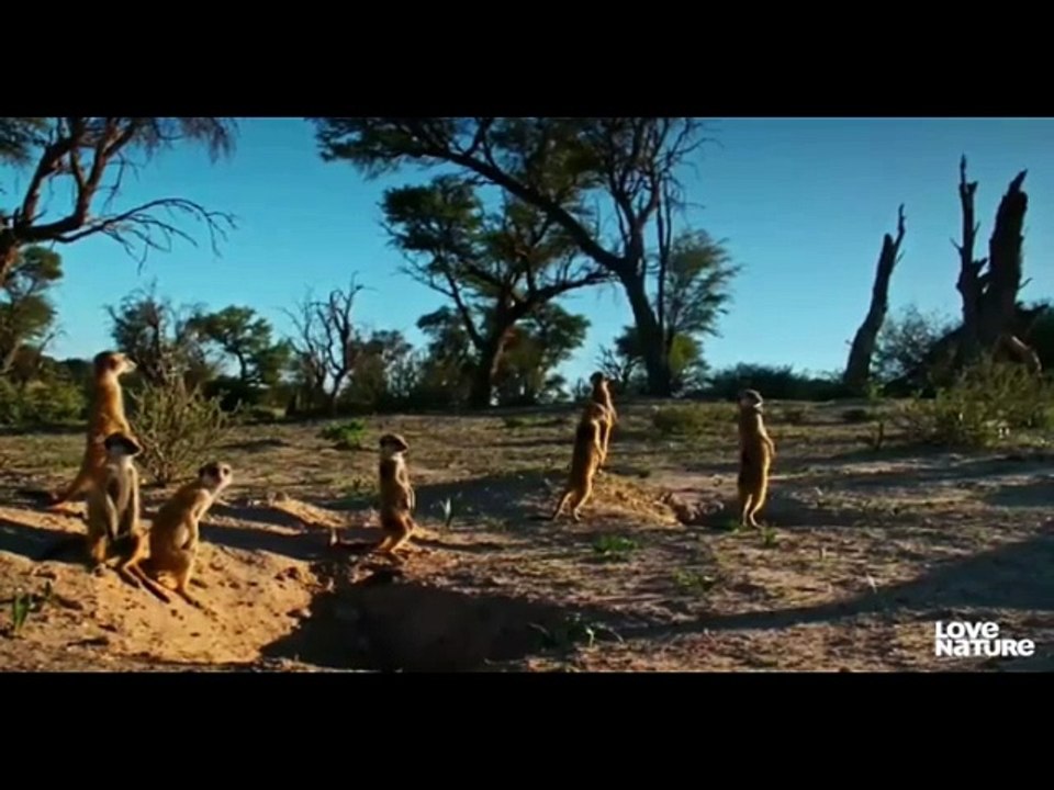 COBRA VS MONGOOSE