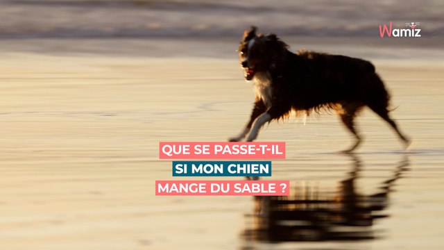 Que se passe-t-il si mon chien mange du sable ?