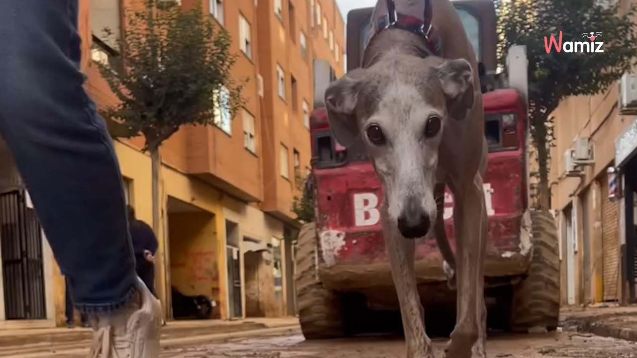 "Me gritaban que soltara al perro": la historia de Sandra y su peluquería canina hace emocionar a todo un país