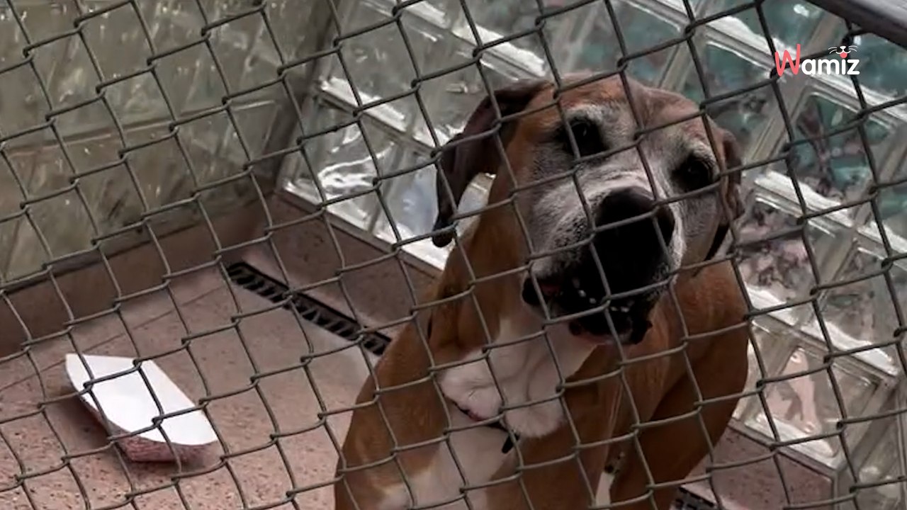 Une chienne mourante est sauvée d’une maison de l‘horreur : un adoptant tombé du ciel décide de lui offrir un foyer