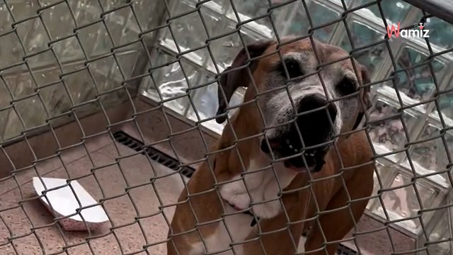 Une chienne mourante est sauvée d’une maison de l‘horreur : un adoptant tombé du ciel décide de lui offrir un foyer