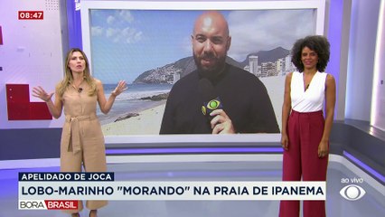 Lobo-Marinho vira atração turística na praia de Ipanema, no Rio