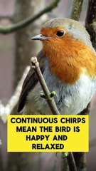 I Spent 60 Seconds Learning Bird Language and It CHANGED Everything!