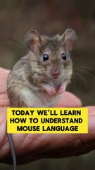 Understanding Mouse Language