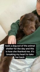 El agradecimiento de un perro a la mujer que le salva del refugio rompe corazones