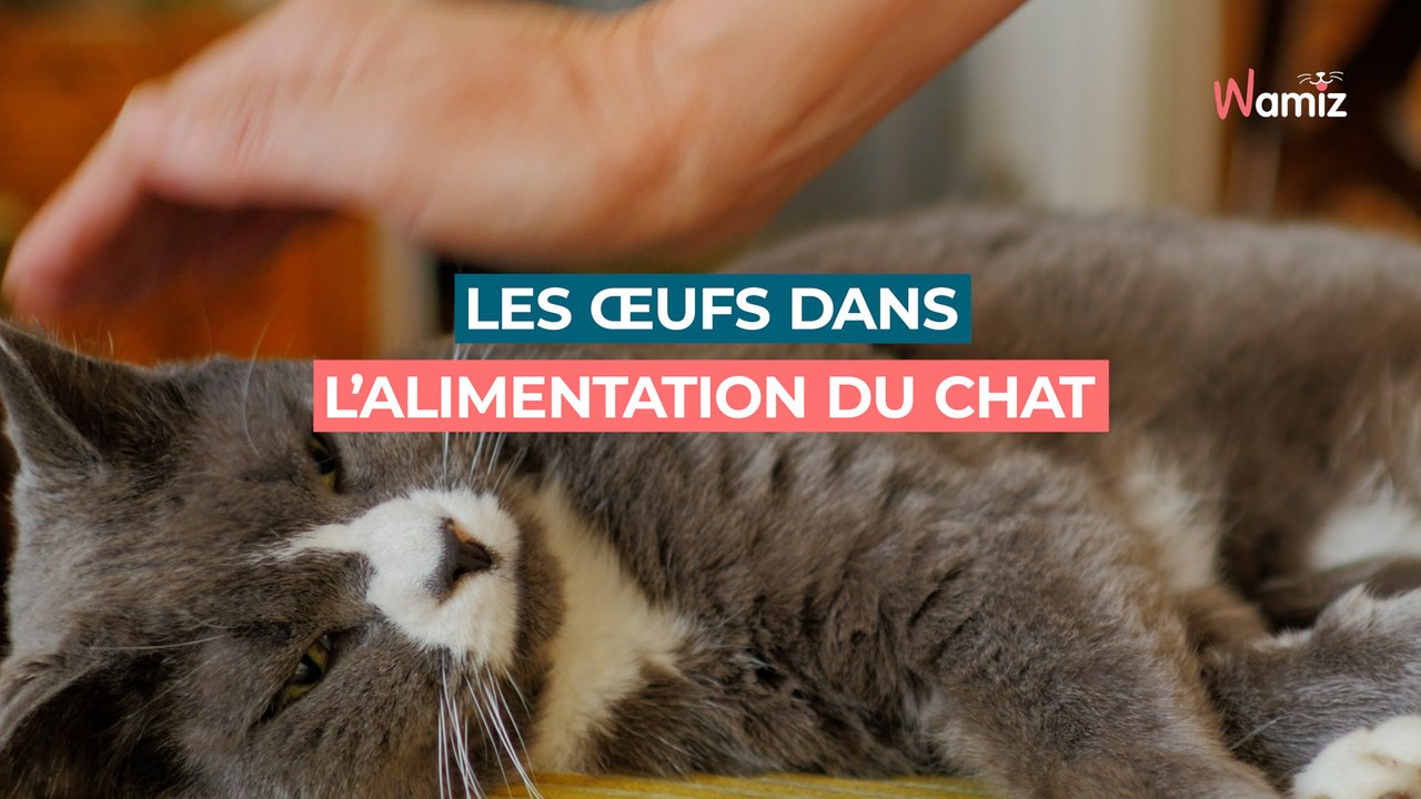 Mon chat peut-il manger des oeufs ? Crus, cuits ou avec la coquille ?