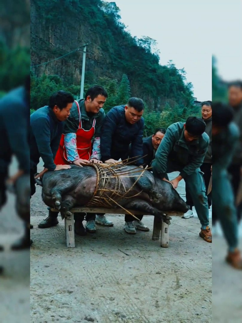 Animal video | entertainment video