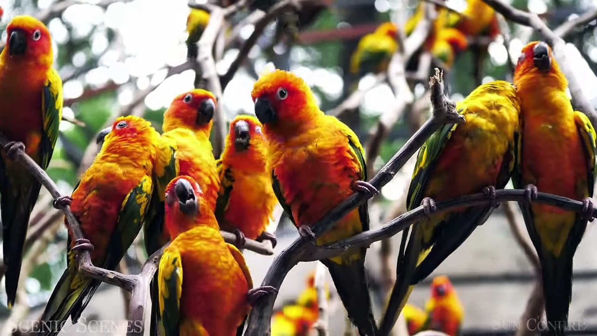 ⁣Amazing Scenes of Majestic Birds In 4K ｜ Bird Sounds ｜ Scenic Relaxation Film
