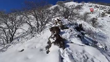 Belgeselden farksız! Ayı ailesinin görüntüleri dron kamerasında