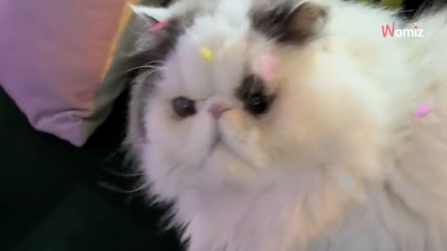 Persian cat's hilarious reaction to confetti has everyone in stitches