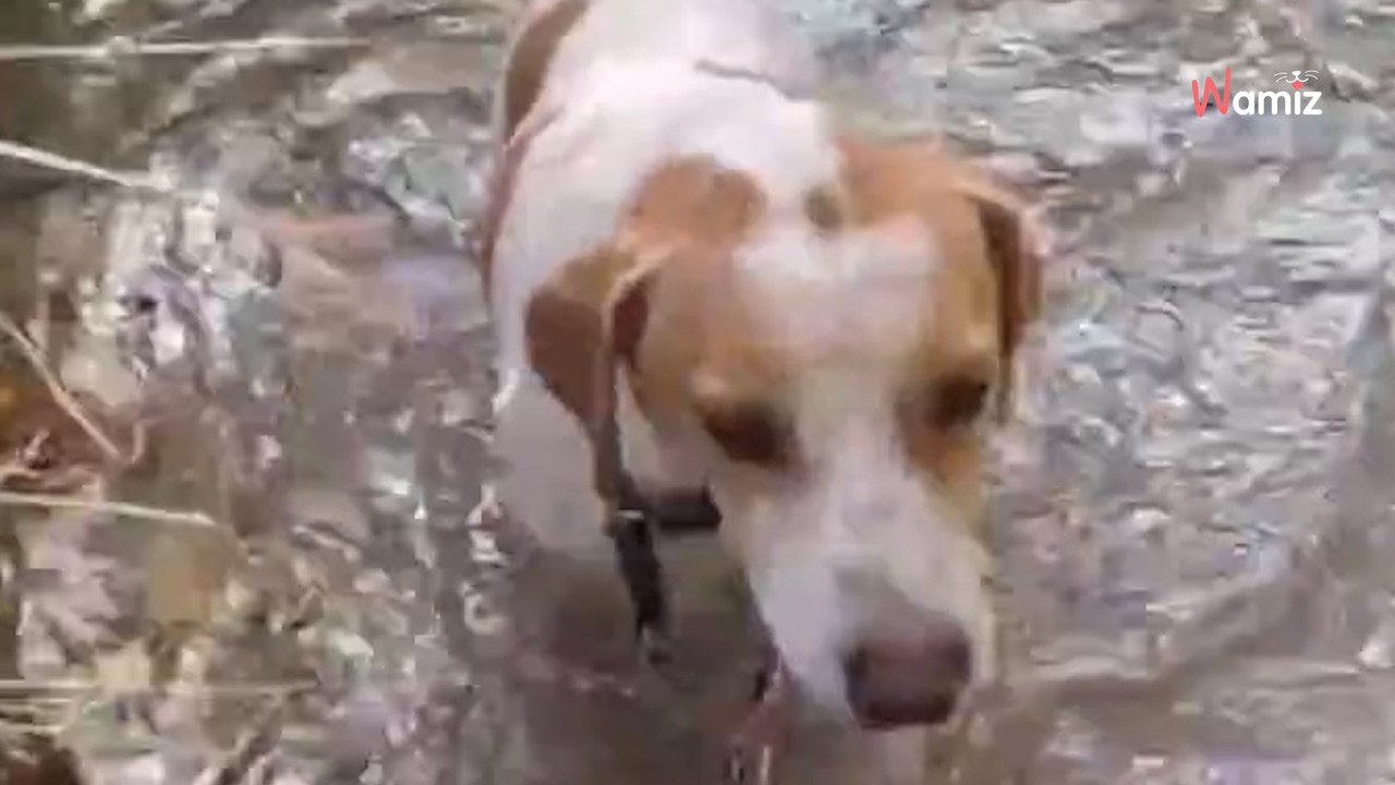 Su dueño propuso sacrificarlo con 1 añito porque se escapaba: ¡Bobi busca un hogar de verdad!