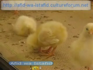 Poussin qui veut faire dodo