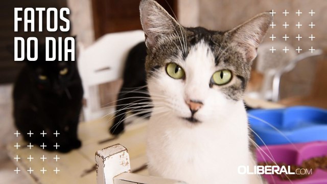 Defensores dos animais comemoram nova lei que deve ajudar a combater abandono e maus-tratos