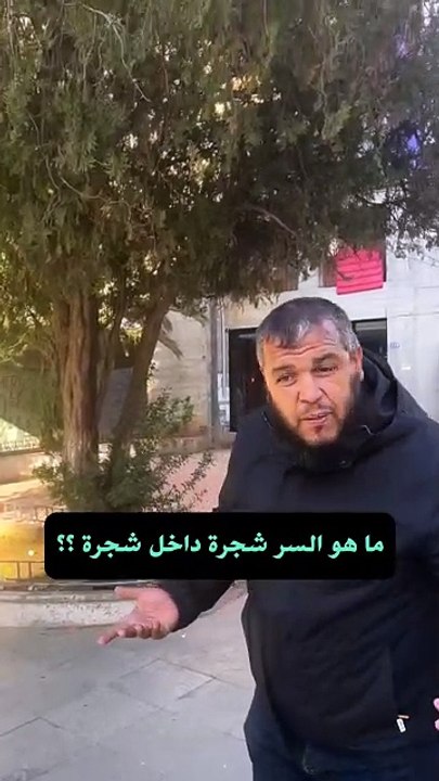 ما هو السر شجرة داخل شجرة ؟؟